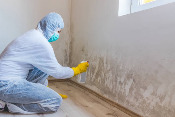 Licensed Commercial Mold Remediation service in Highlands, TX - WQB Mold Removal